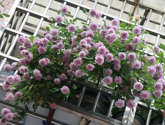 盆栽花该如何正确施肥?