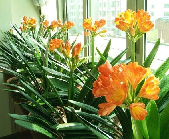 盆栽花该如何正确施肥?