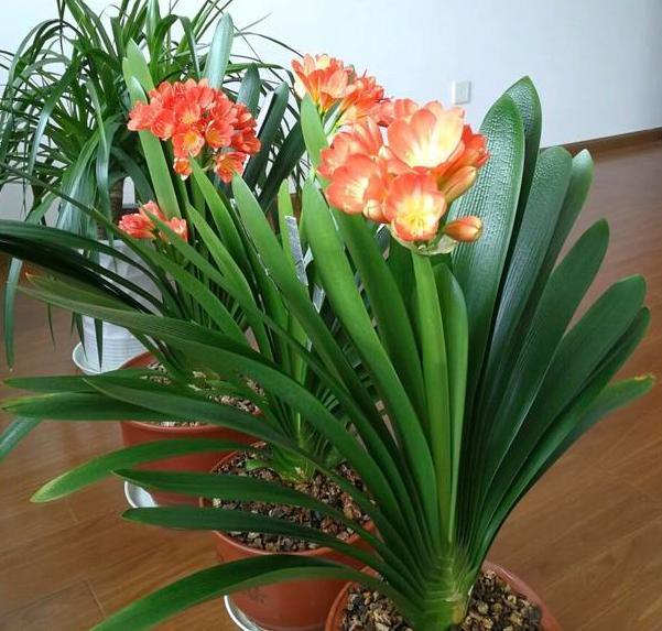 盆栽花该如何正确施肥?